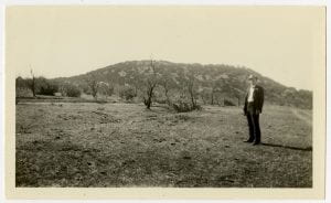 Spruce in Big Bend, c. 1935